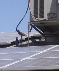 Pigeons love to nest under solar panels