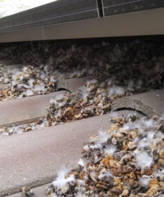 Solar panels pigeon nesting under making an unhealthy mess