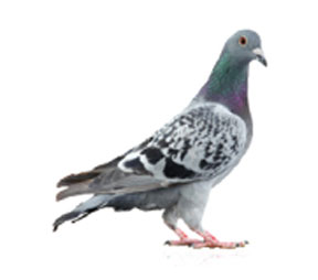 pigeon5-1